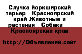 Случка йоркширский терьер - Красноярский край Животные и растения » Собаки   . Красноярский край